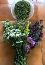 Grow your own herbal support part 2 Webinar